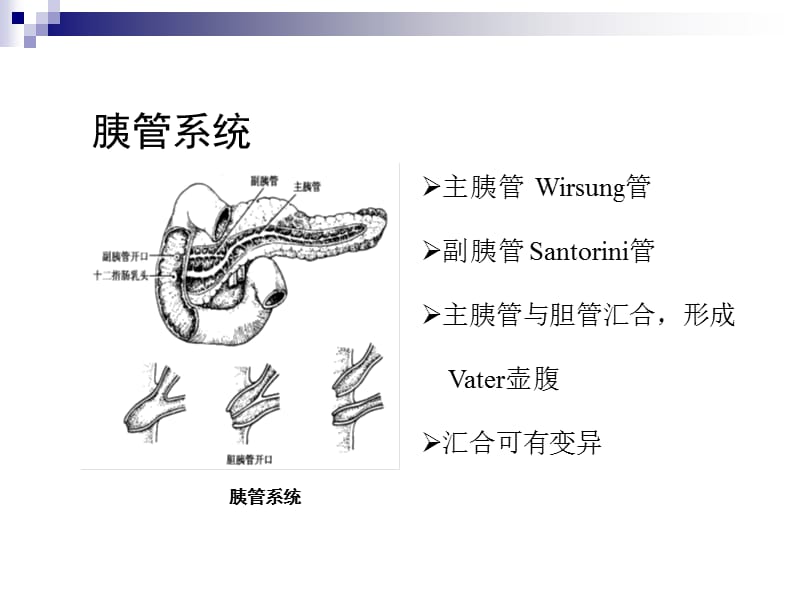 第50章胰腺疾病.ppt_第2页