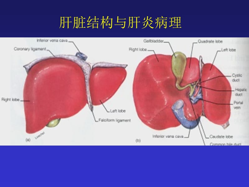 乙肝肝硬化诊疗.ppt_第2页