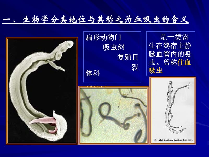 医学寄生虫学 38血吸虫.ppt_第3页