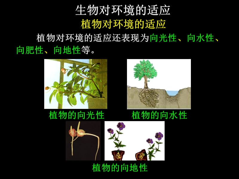 中考科学复习专题九：生态系统的结构层次 (2).ppt_第3页