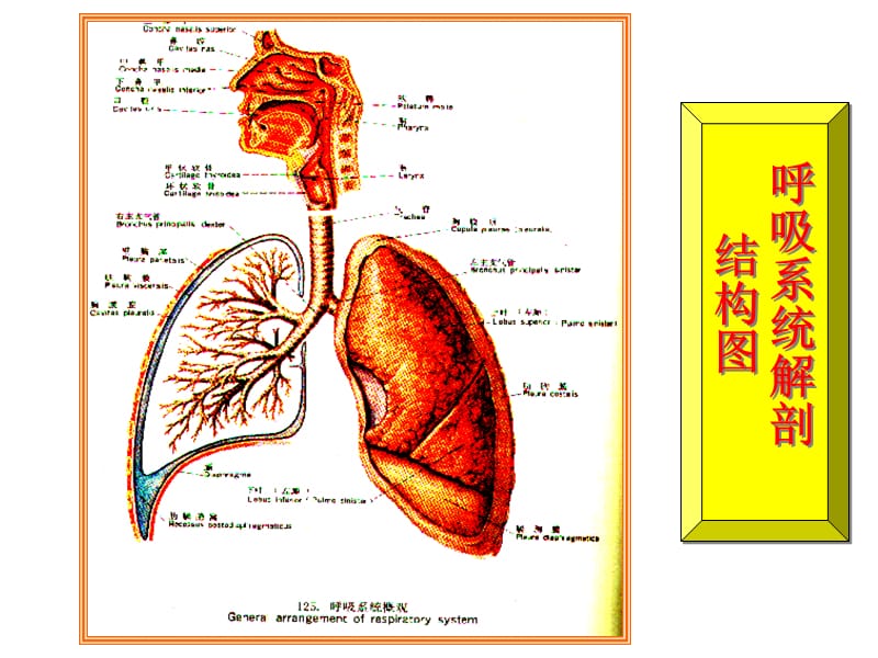 呼吸病理学教研室.ppt_第2页