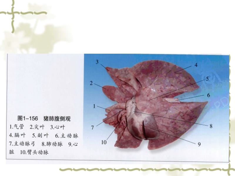2011呼吸系统.ppt_第2页
