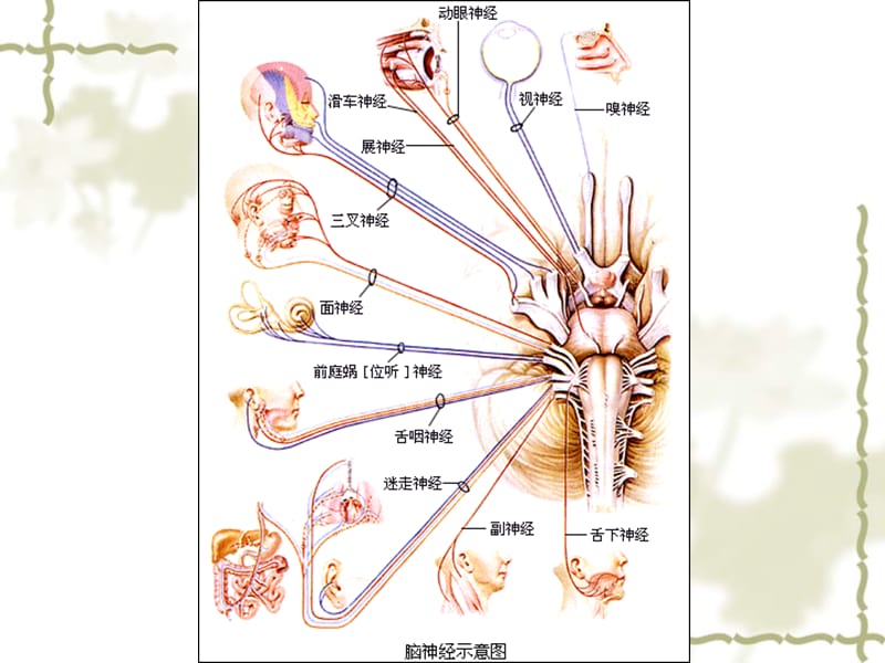 人教版教学课件高考生物一轮复习人和高等动物的神经调节.ppt_第2页