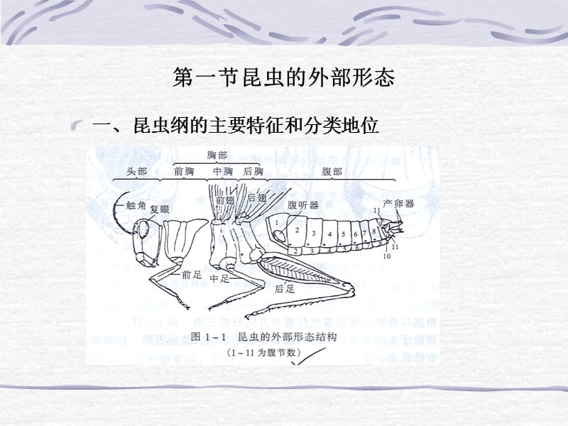 第一章林业有害昆虫基础知识.ppt_第3页