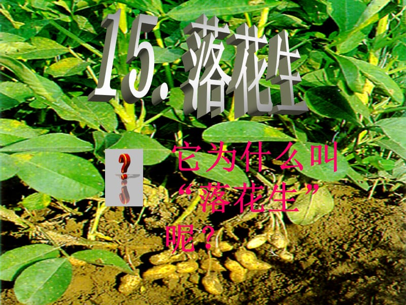 落花生公开课.ppt_第2页