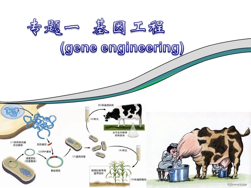 专题一基因工程选修三DNA重组技术的基本工具,基因工程的基本操作程序,基因工程的应用,蛋白质工程的崛起.ppt_第1页