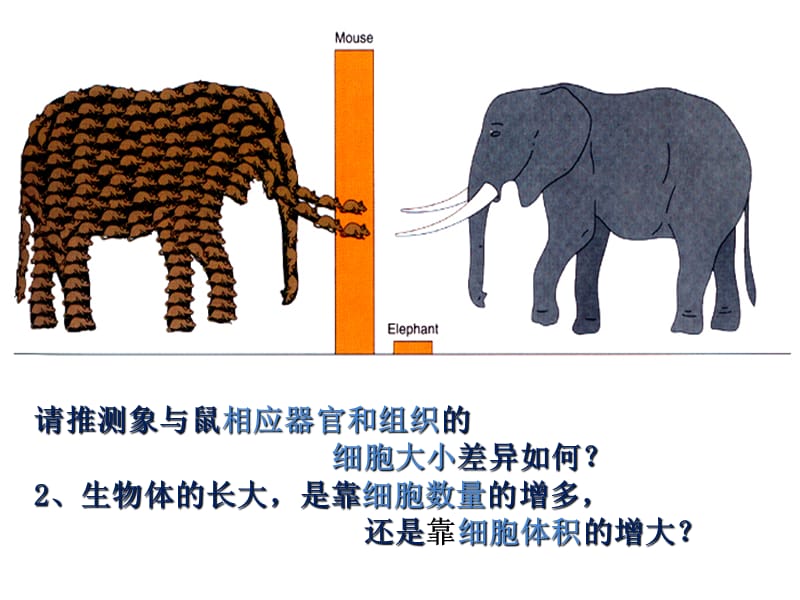 人教版高中生物必修一分子与细胞第六章细胞的生命历程第1节细胞的增殖（共64张PPT）.ppt_第2页