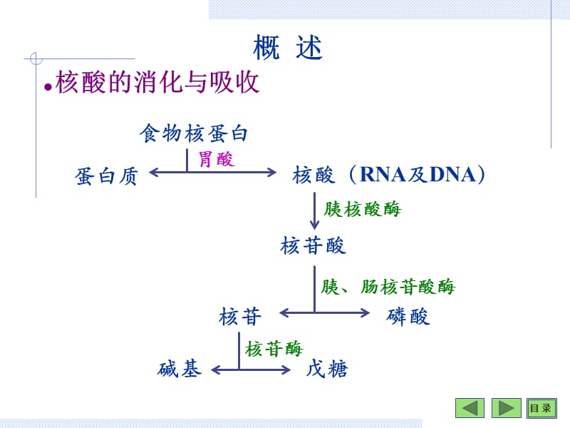 第08章核苷酸cc.ppt_第2页