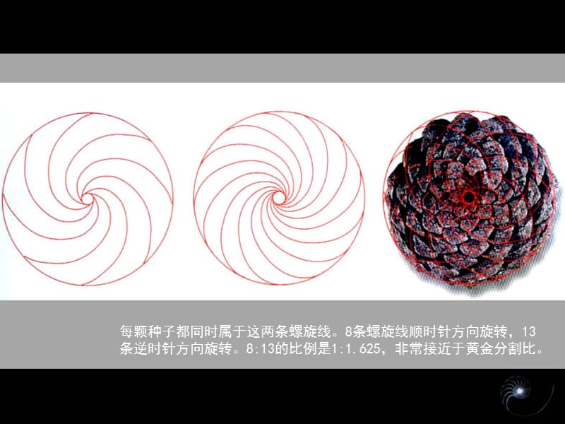 各种分割矩形.ppt_第3页