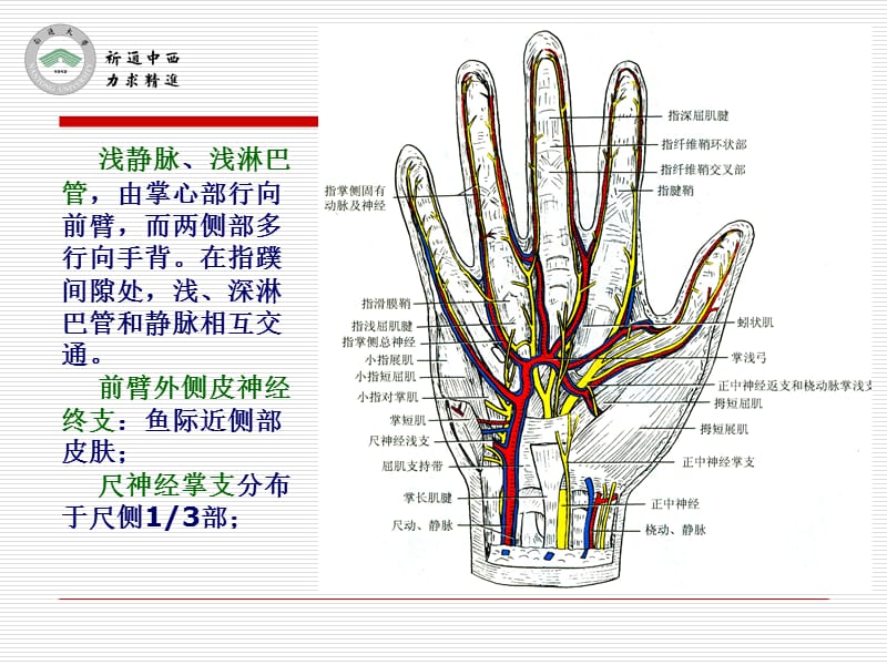 医用局部解剖学-腕前区、手掌和手指掌侧面.ppt_第3页