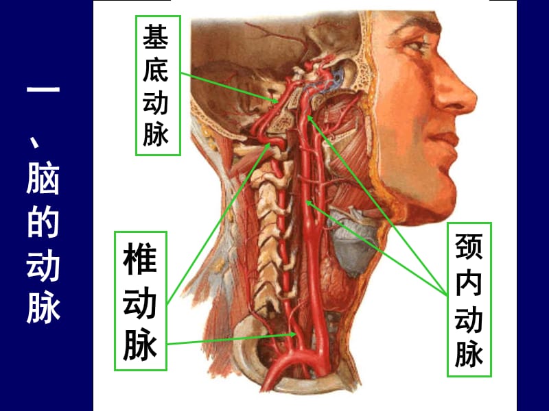 医疗网站医学百事通-脑血管断层解剖 (2).ppt_第2页