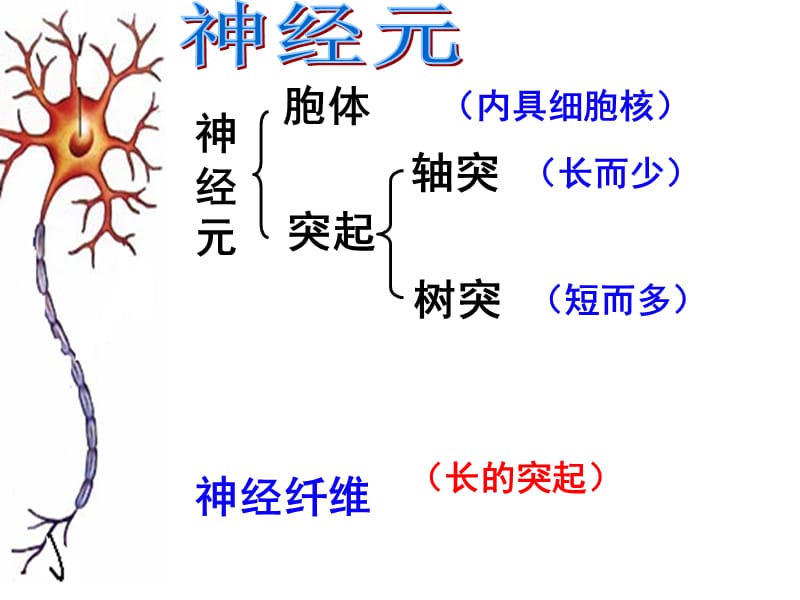 人教版教学课件浙江省建德市新安江高级中学生物必修三《22神经系统的结构和功能》课件.ppt_第3页