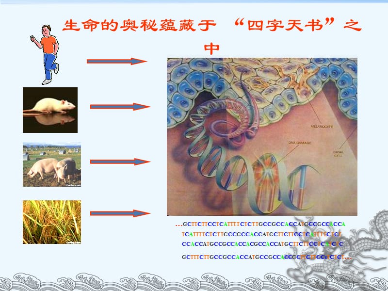 基因组测序的原理与方法.ppt_第3页