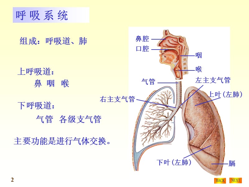 呼吸系统结构与功能.ppt_第2页