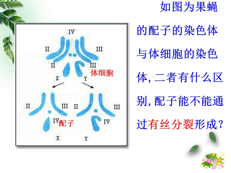 第14讲减数分裂和受精作用.ppt_第3页