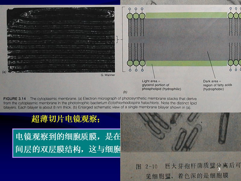 第一节细菌二.ppt_第3页