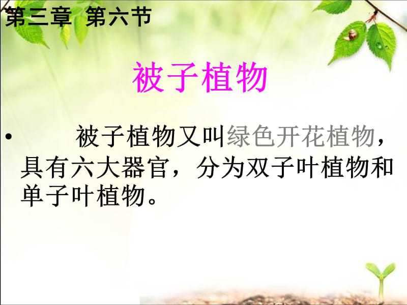 双子叶植物公开课.ppt_第2页