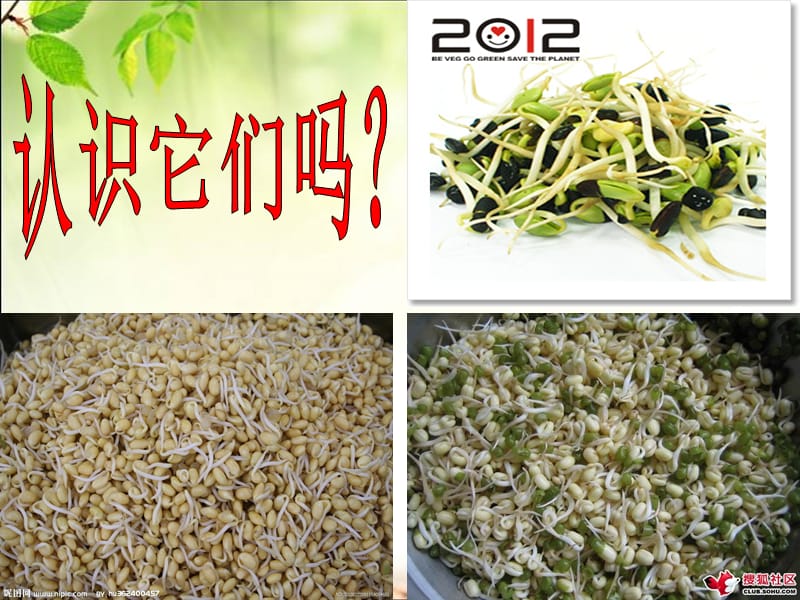 双子叶植物公开课.ppt_第3页