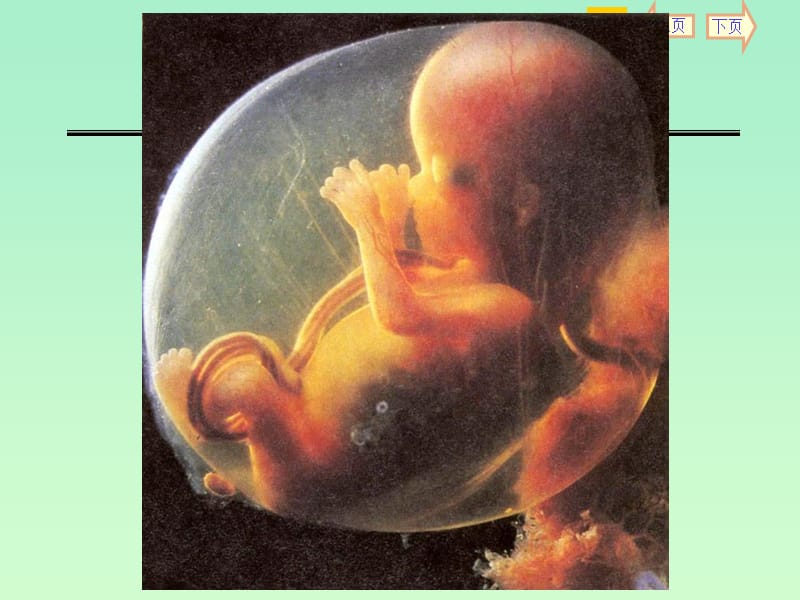 胚胎学绪论和人胚早期发生1-邹仲之.ppt_第2页