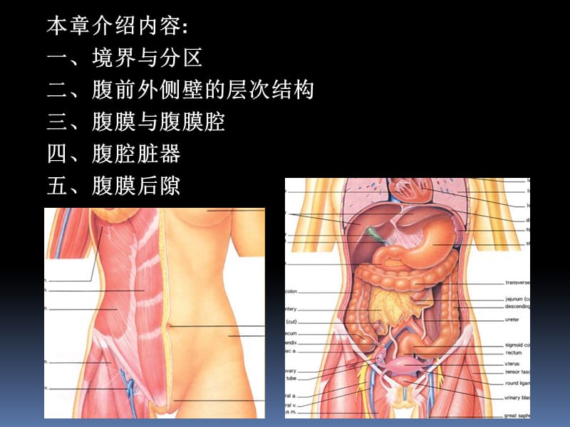 罗英瑾11腹部.ppt_第2页