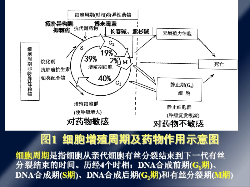 第51章抗恶性肿瘤药.ppt_第2页