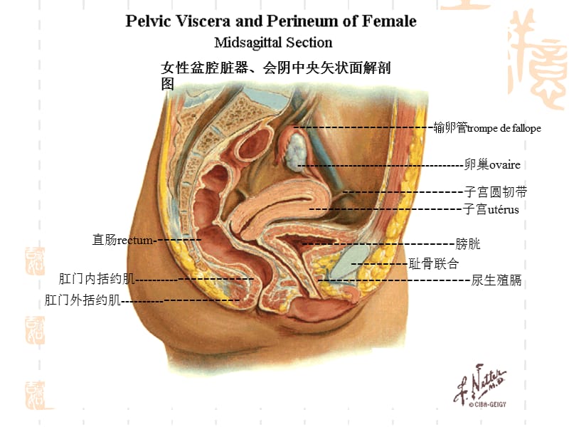 盆底功能康复技术-姚.ppt_第3页