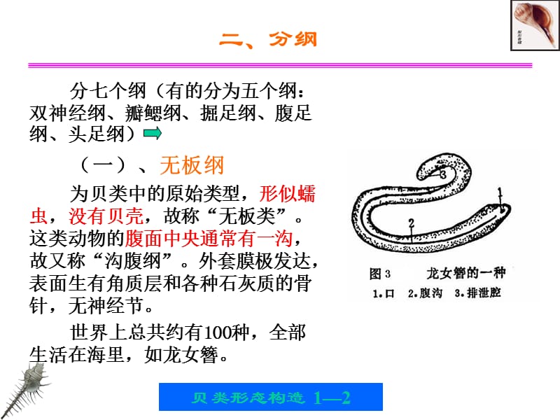 第一章贝类的外部形态和内部形态构造.ppt_第2页