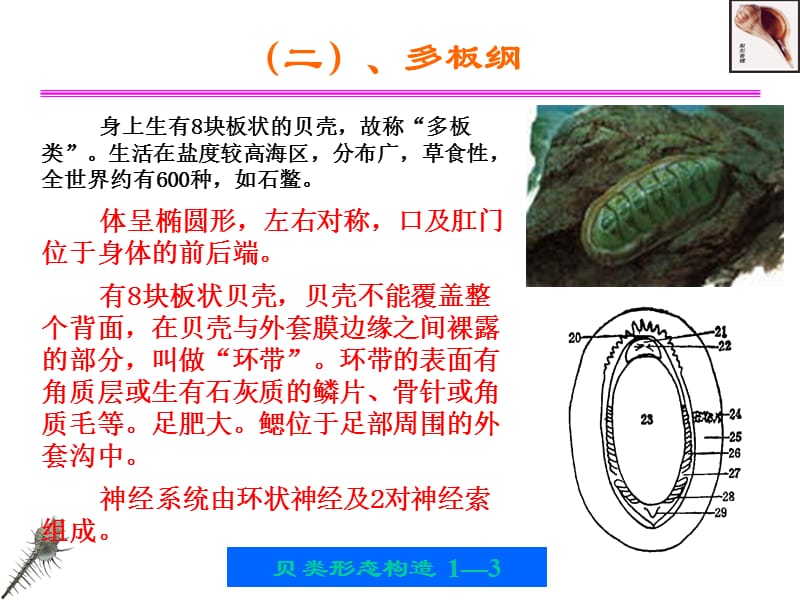 第一章贝类的外部形态和内部形态构造.ppt_第3页