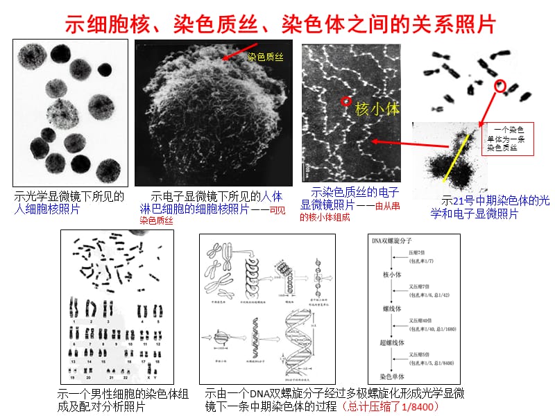 2012从基因染色体到临床特征.ppt_第2页