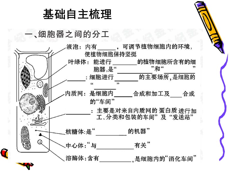 细胞器--系统内的分工合作.ppt_第2页