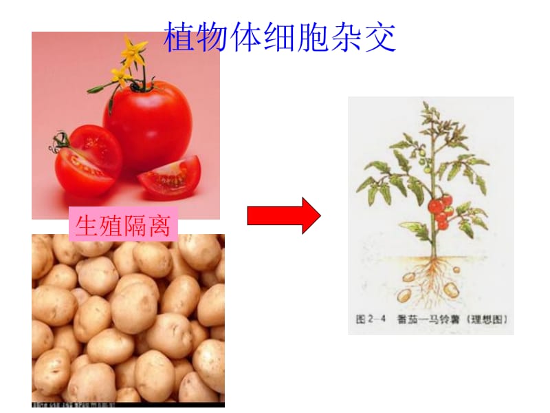 植物体细胞杂交技术授课用.ppt_第2页