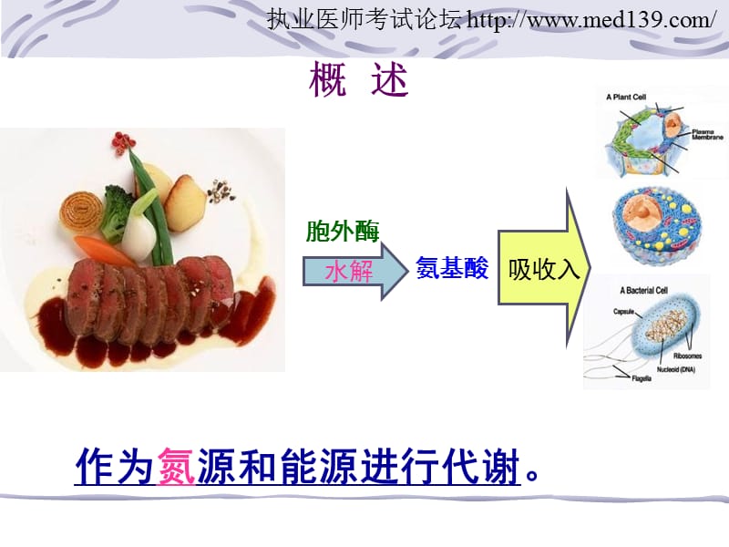 执业医师氨基酸代谢.ppt_第2页