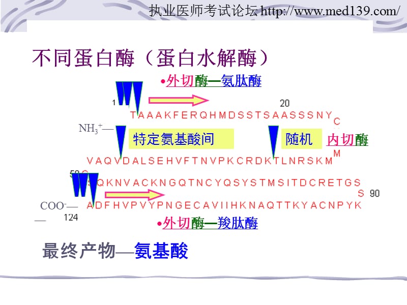 执业医师氨基酸代谢.ppt_第3页