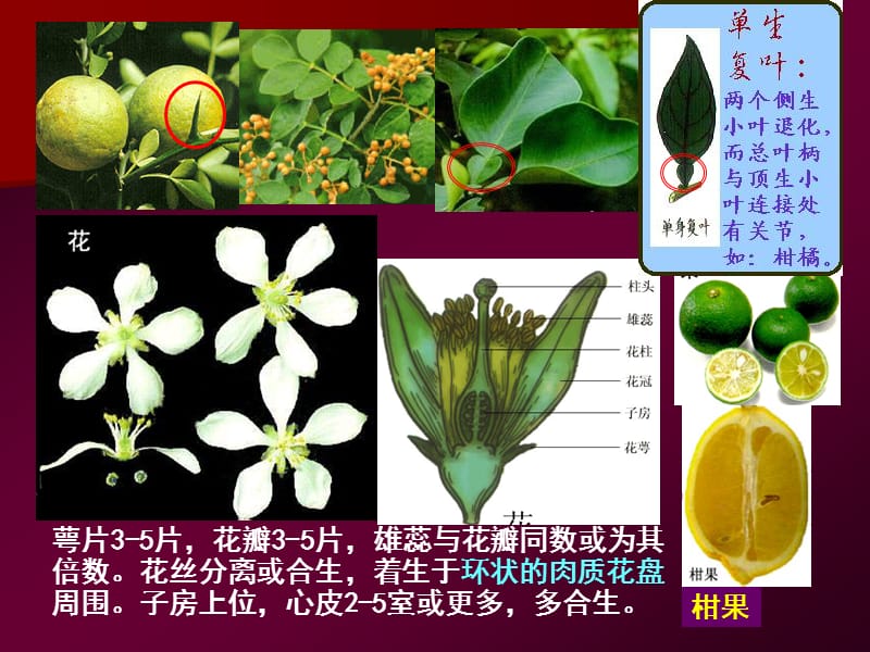 樟科锦葵科10秋23-31.ppt_第2页