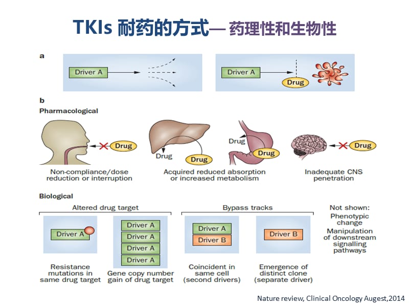 TKI耐药后治疗策略研究进展.ppt_第2页