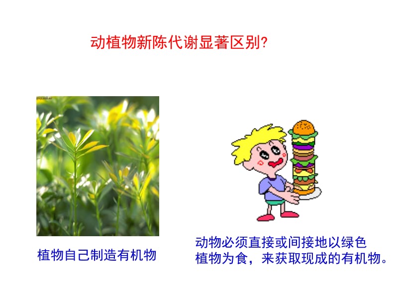 高中生物物质的代谢.ppt_第2页