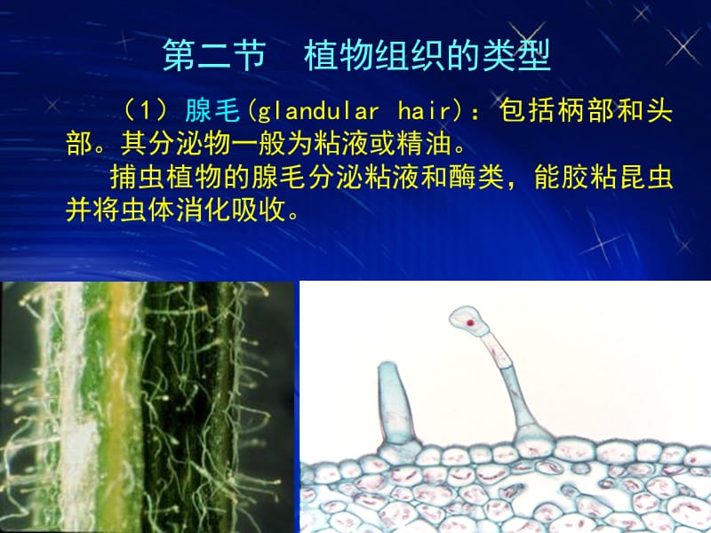 植物学33植物组织 (2).ppt_第2页