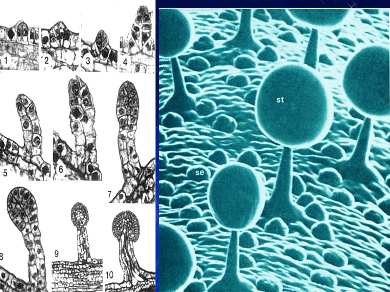 植物学33植物组织 (2).ppt_第3页