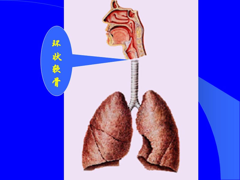 第七章呼吸系统疾病.ppt_第3页