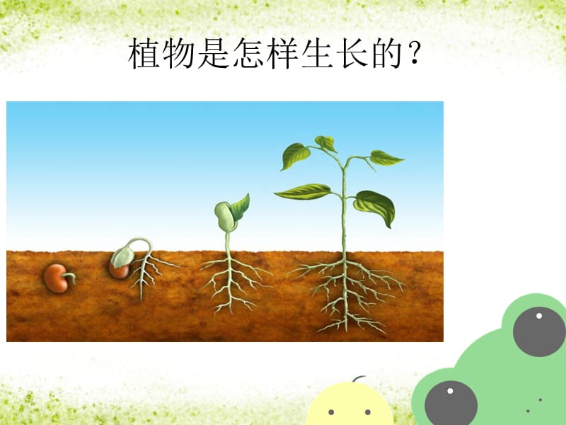 植物世界大探索.ppt_第3页