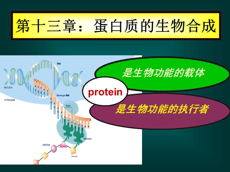 生物化学第十三章蛋白质.ppt_第1页