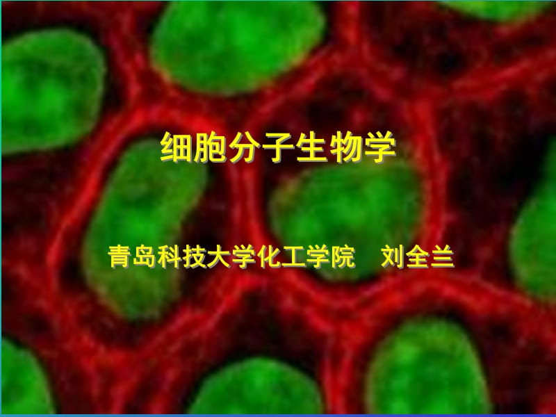 细胞分子生物学_11.ppt_第1页