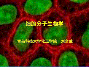 细胞分子生物学_11.ppt