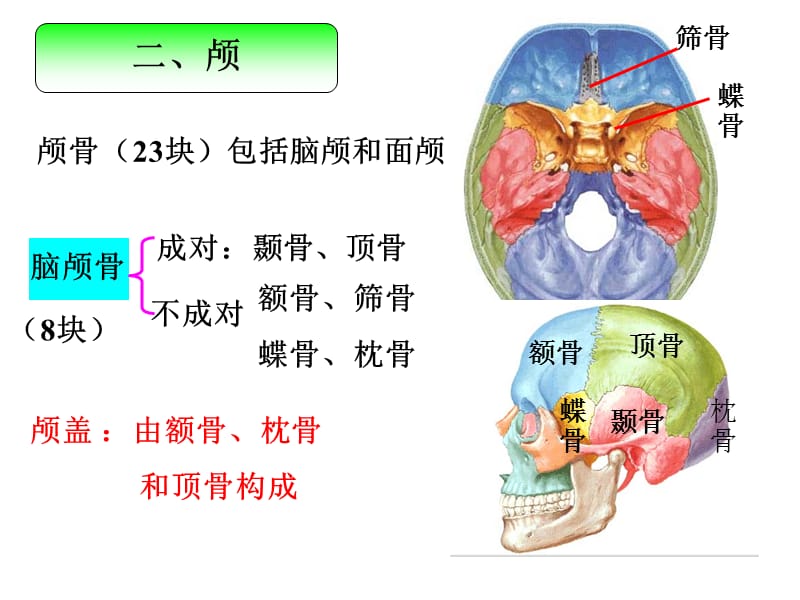 颅骨和附肢骨.ppt_第1页