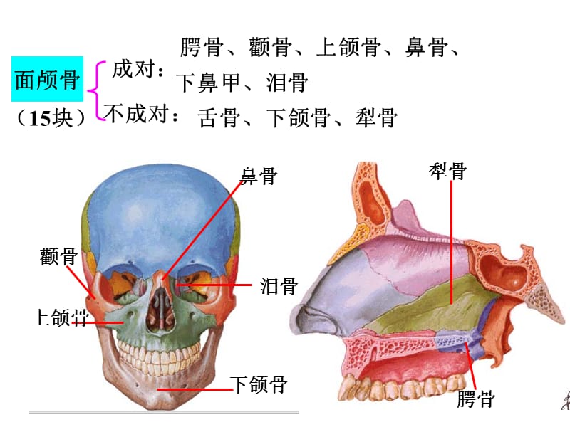 颅骨和附肢骨.ppt_第2页