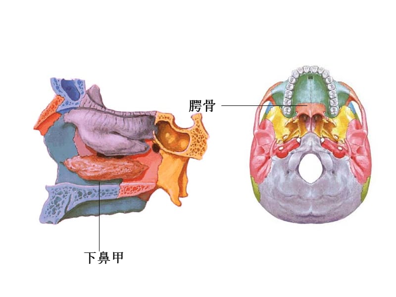 颅骨和附肢骨.ppt_第3页