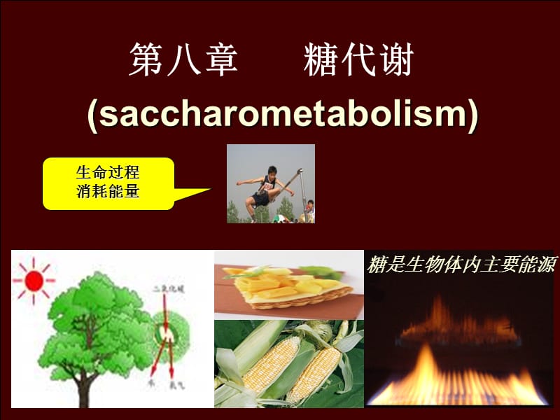 生物化学第八章糖代谢.ppt_第1页