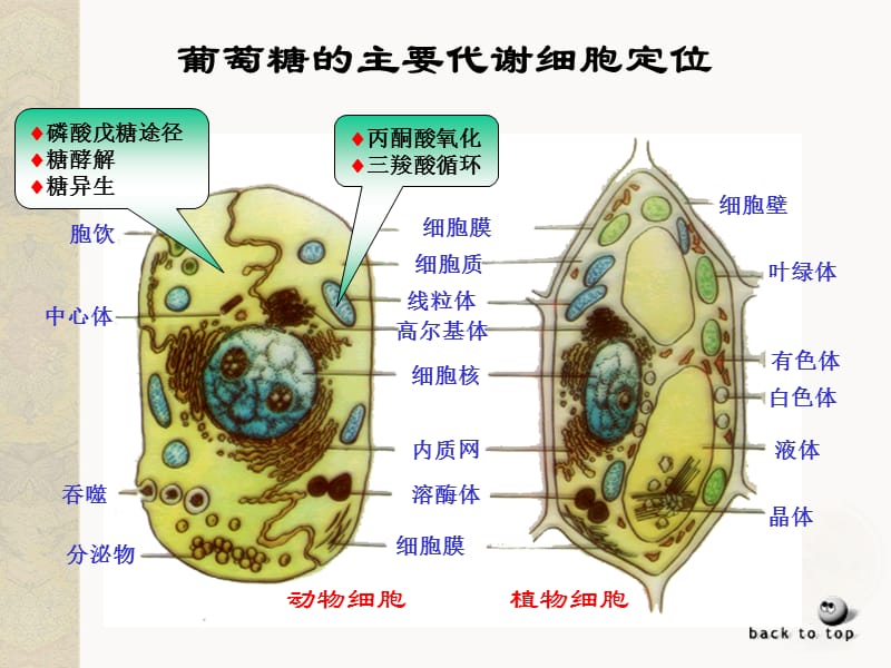 生物化学第八章糖代谢.ppt_第3页