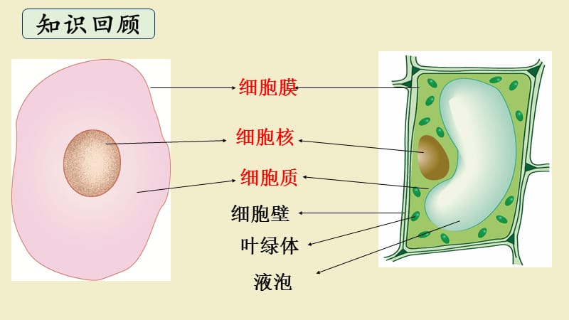 细胞是生命活动的基本单位.ppt_第2页