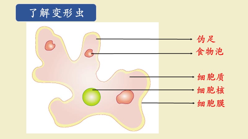 细胞是生命活动的基本单位.ppt_第3页